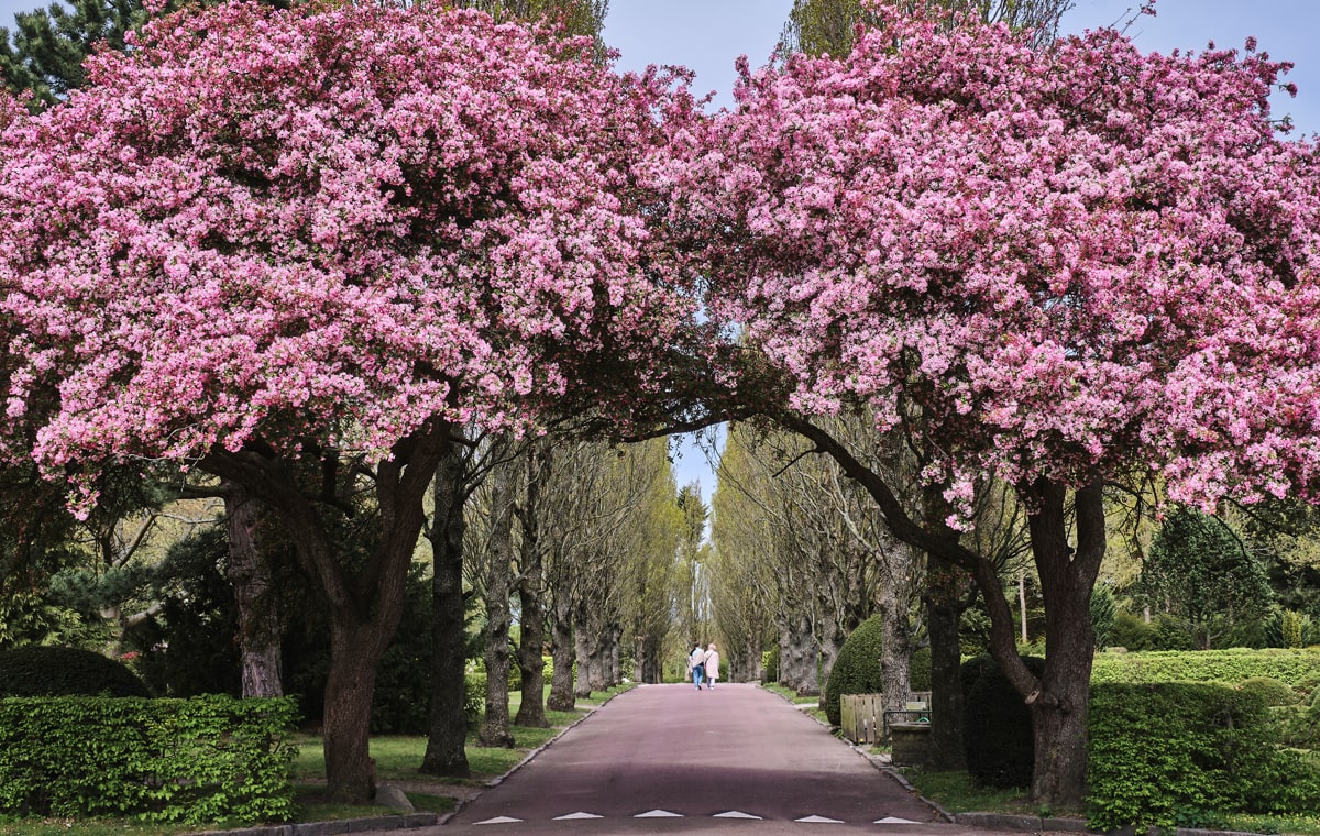 Hvert forår flokkes folk til Bispebjerg Kirkegård for at indfange de smukke kirsebærtræer, som springer ud i det karakteristiske lyserøde blomsterhav.